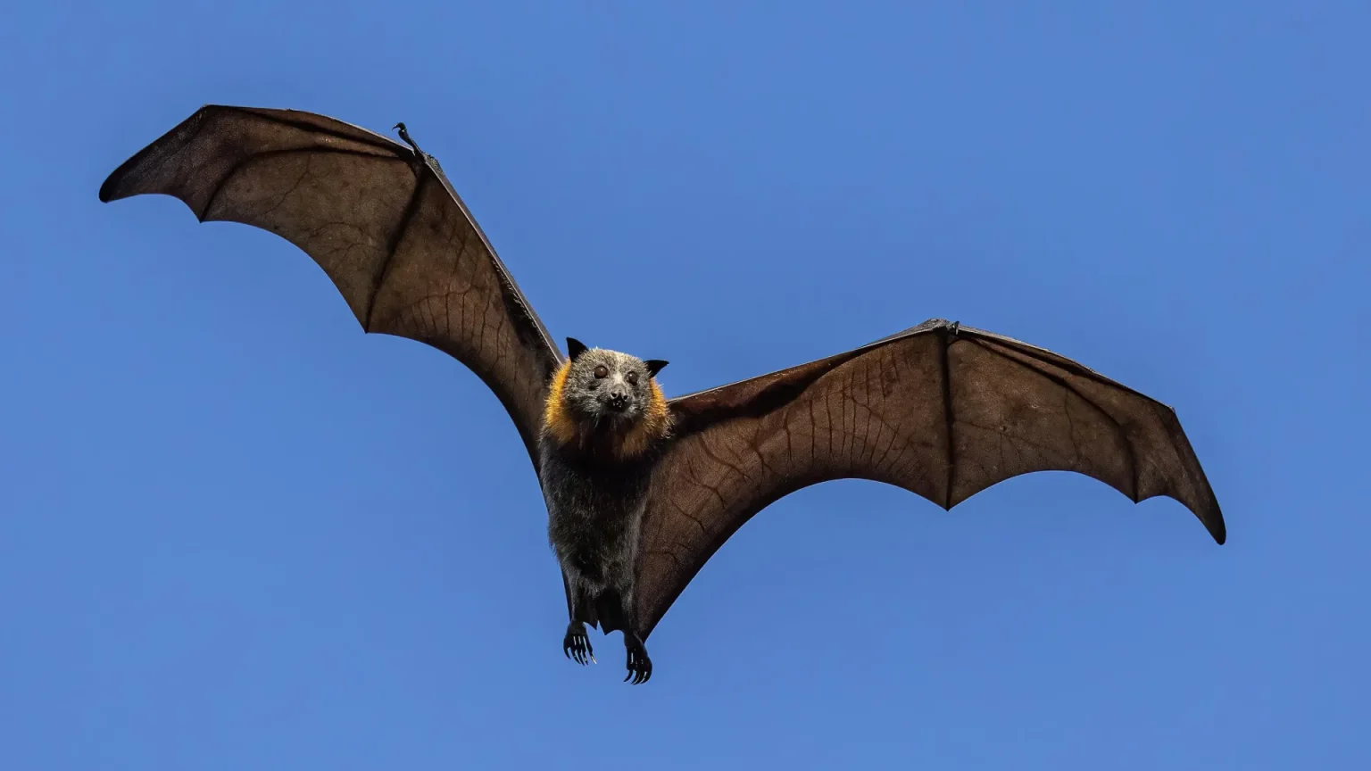 australian grey headed flying fox.webp