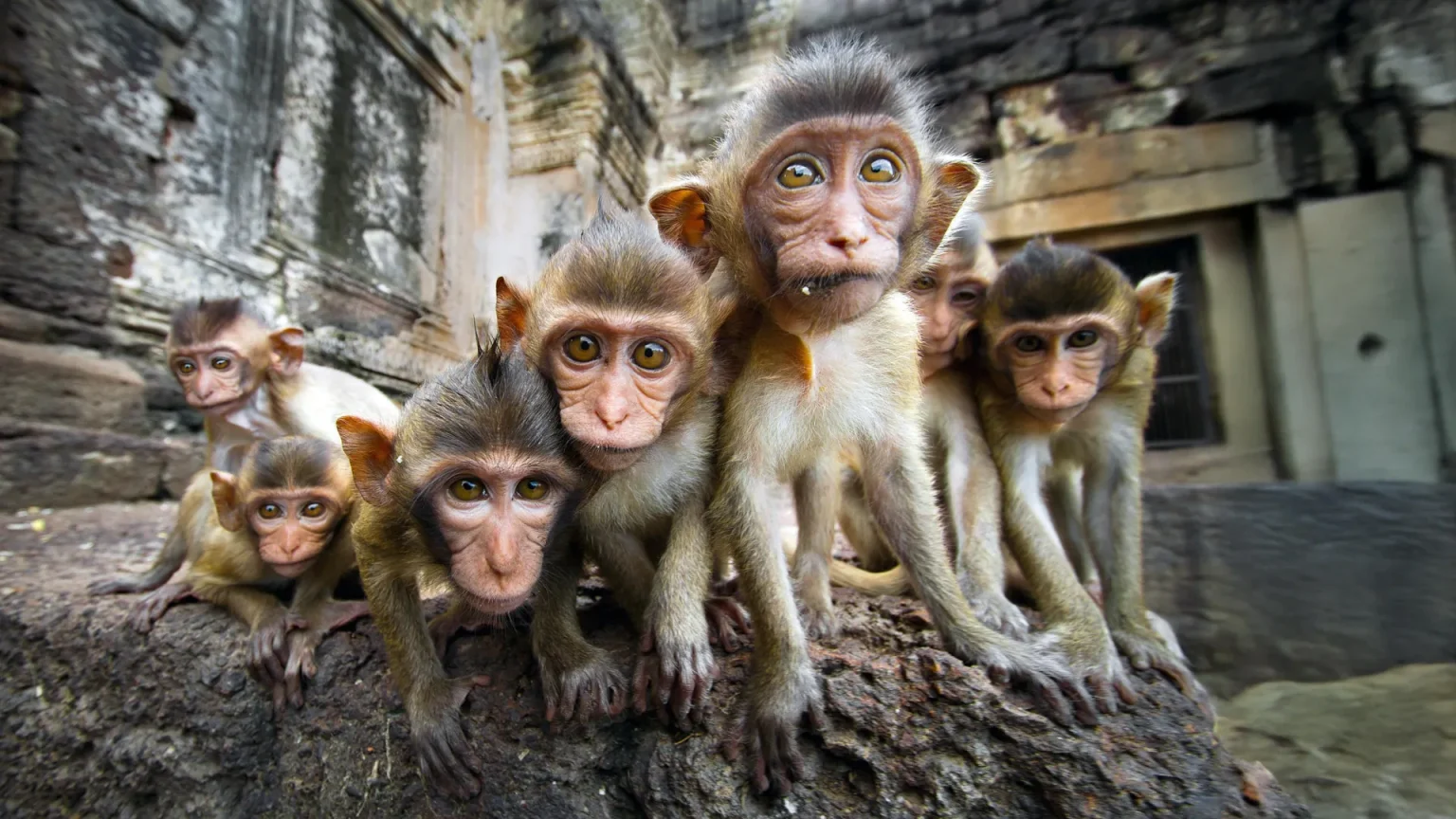 baby monkeys staring.webp