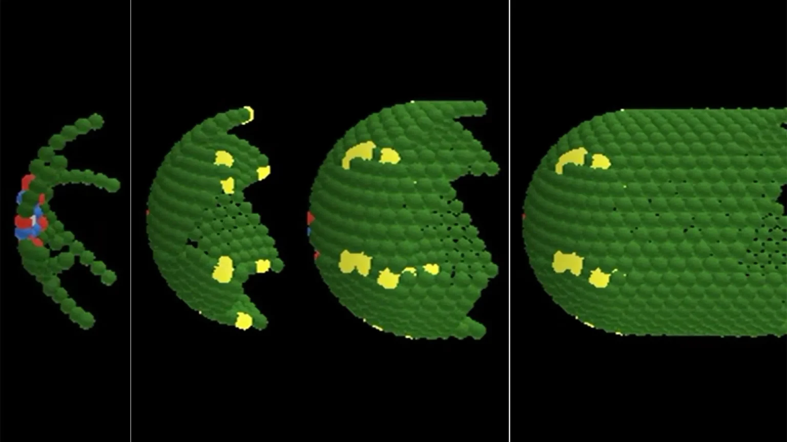 colon tissue renewal.webp