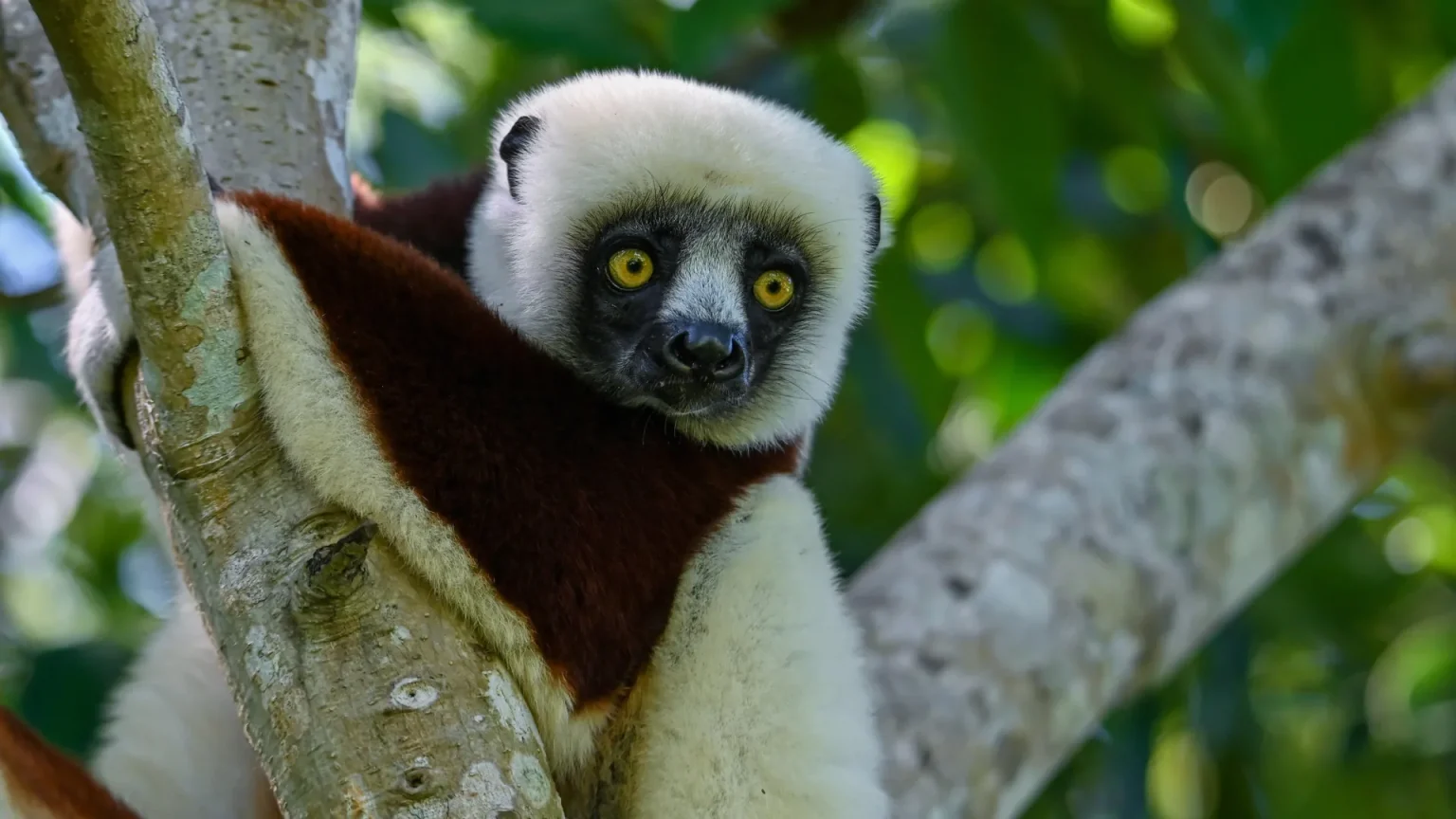 coquerel sifaka lemur.webp