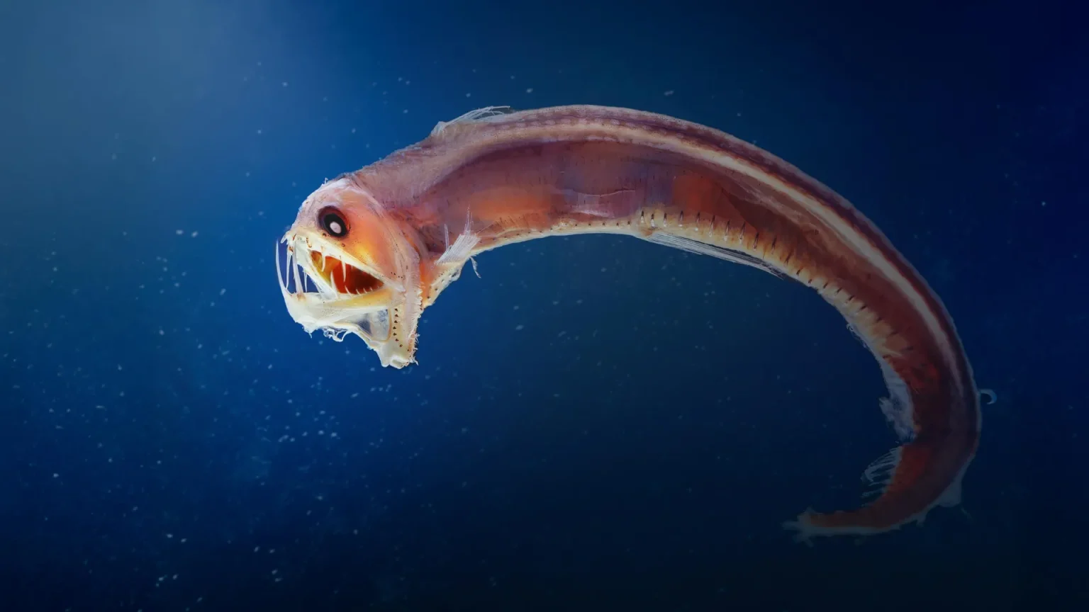 deep sea sloane viperfish.webp