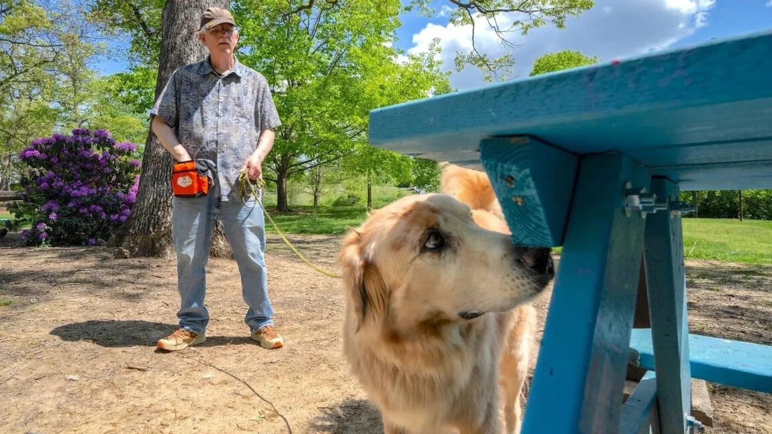 dog searches for invasive spotted lanternfly.webp