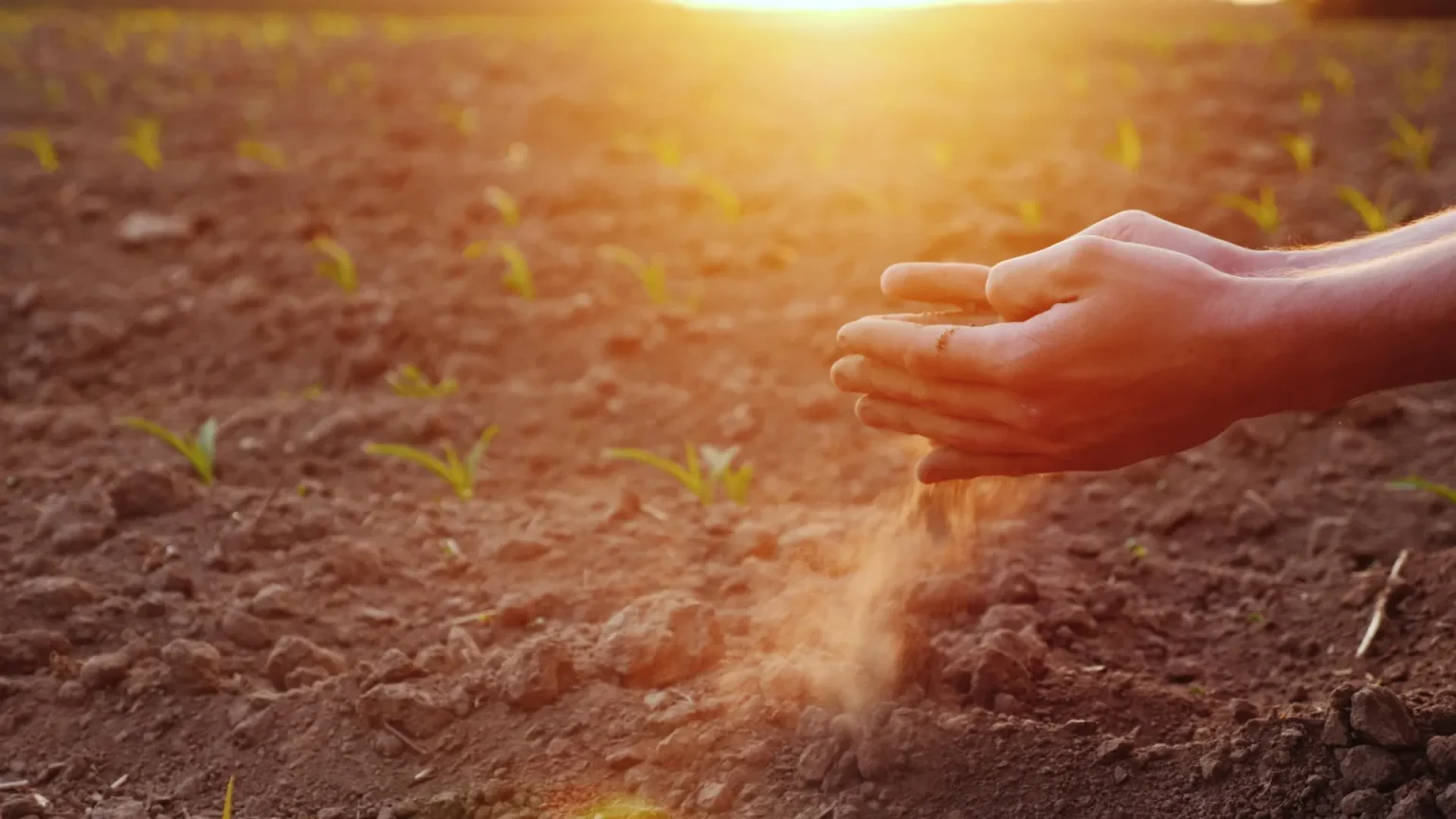 farmer checking soil corn field.webp
