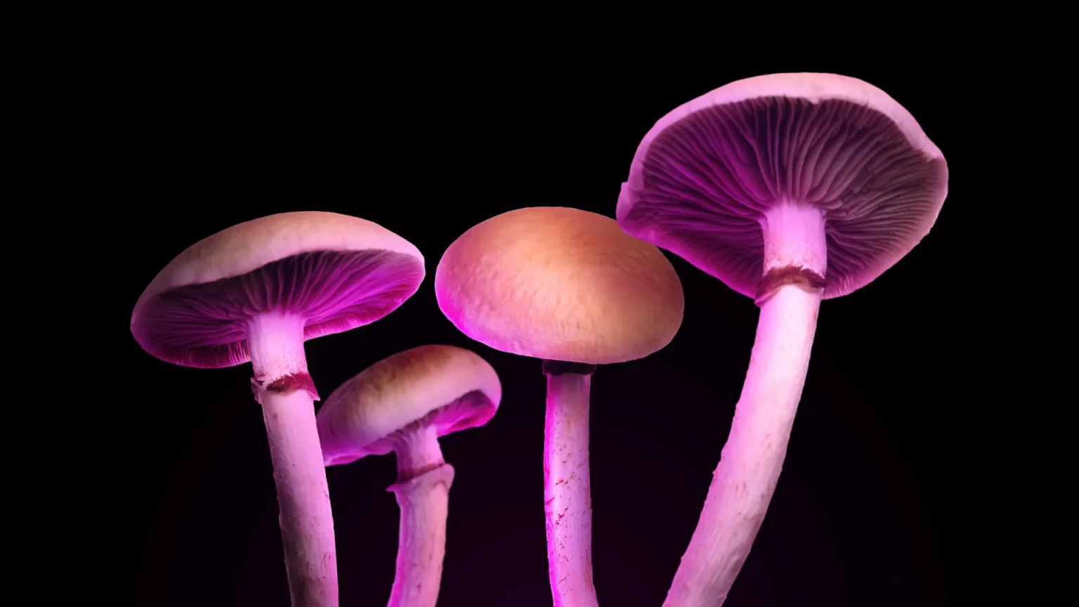 hallucinogenic mushrooms.webp