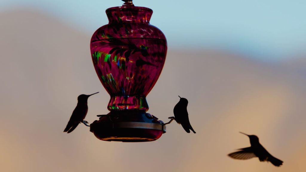 hummingbirds