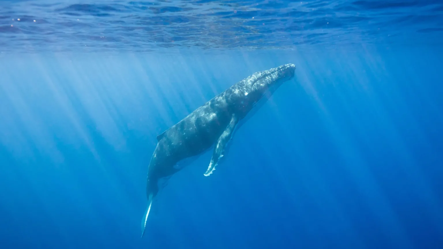 humpback whale near waterline.webp