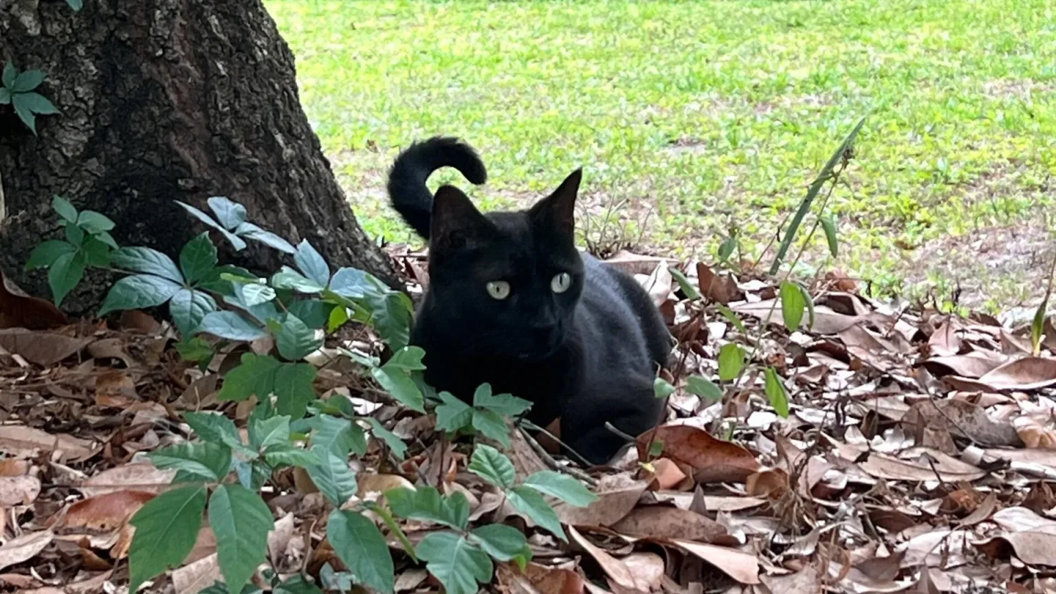 pepper cat virus hunter.webp