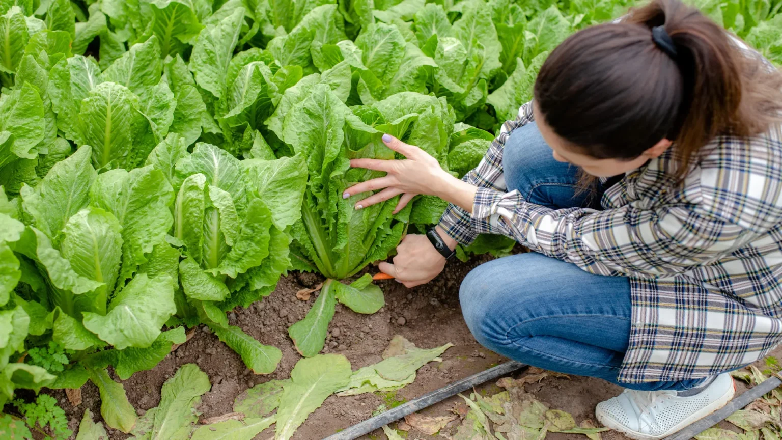 romaine lettuce organic farming.webp