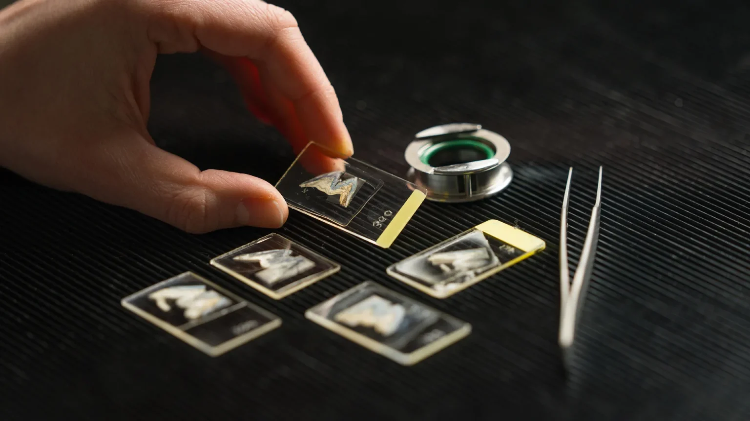 samples of ancient boar teeth.webp