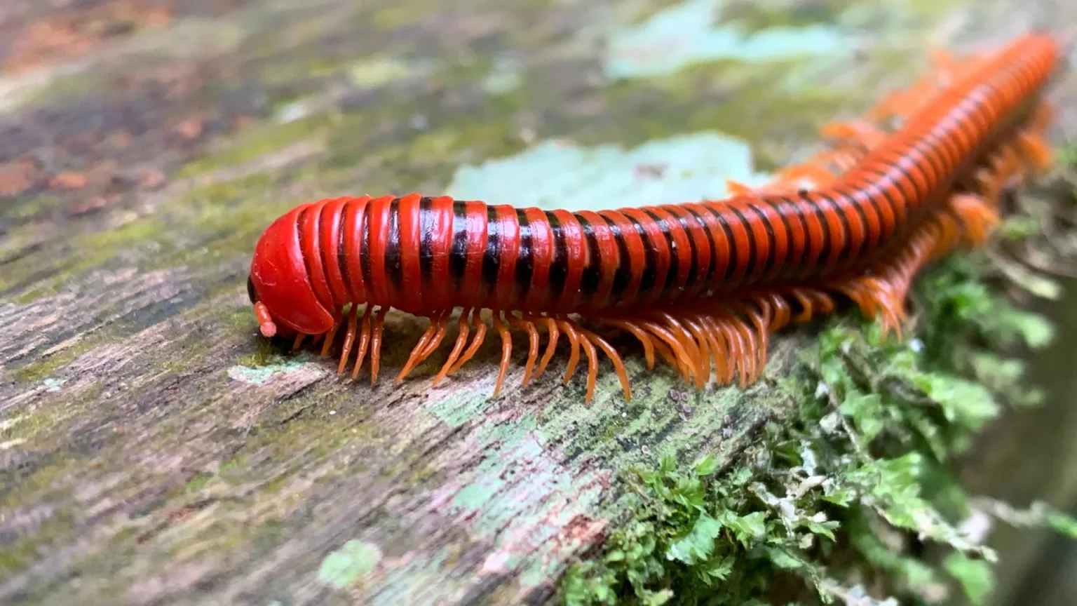 trigoniulus corallinus rusty millipede.webp