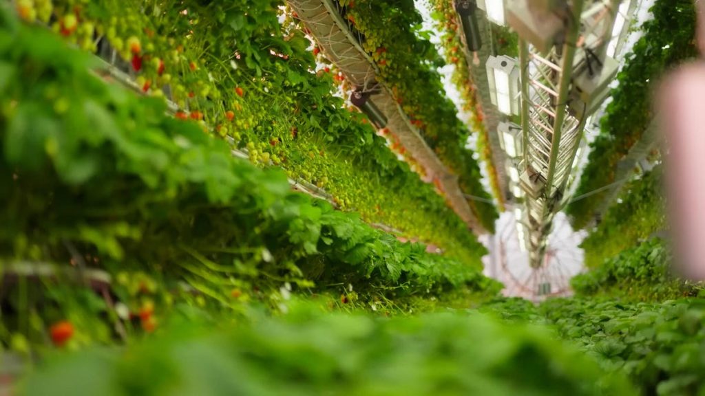 vertical farm 2