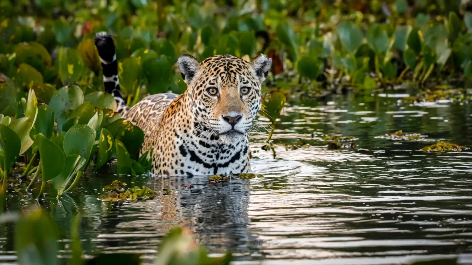young jaguar shallow water.webp