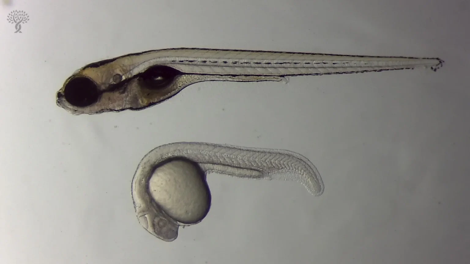 zebrafish larvae.webp