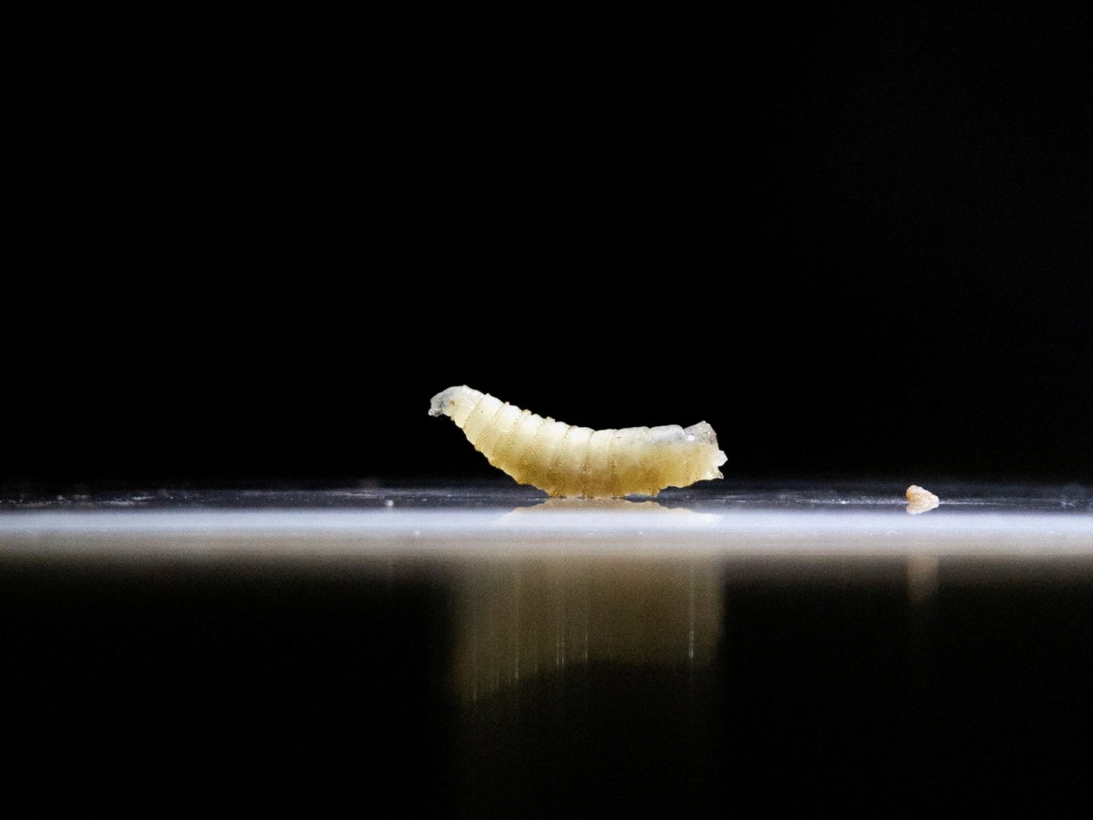 2025 08 24T220021Z 1342544732 RC2VFFARLGTB RTRMADP 3 USA FARM SCREWWORM HUMAN 1756113010