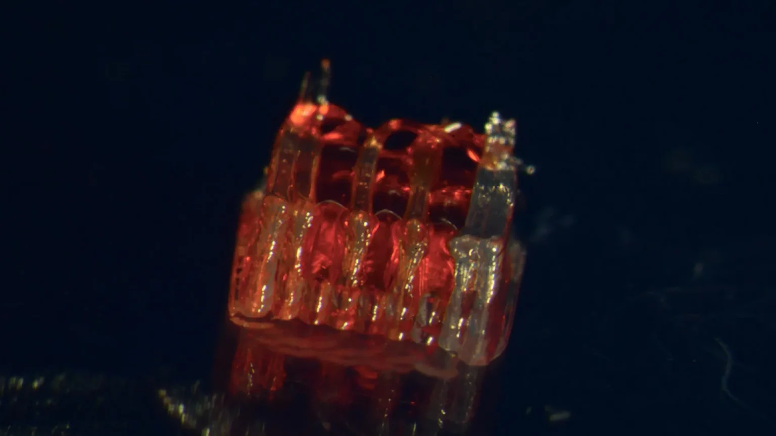 3d printed framework for lab grown organs.webp