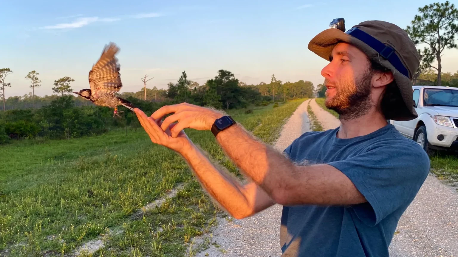 alex lewanski releases woodpecker.webp