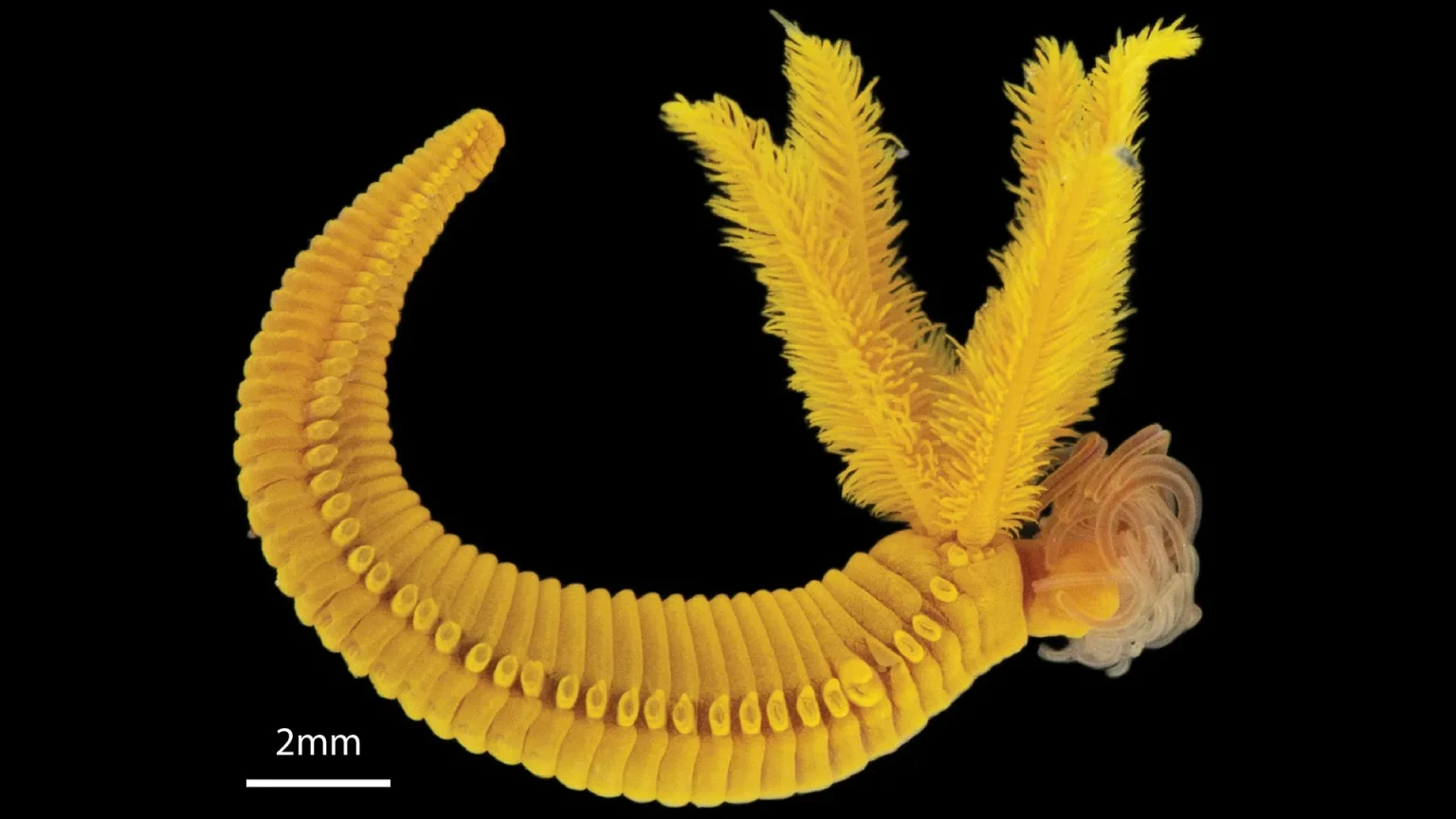 alvinellid worm paralvinella hessleri.webp