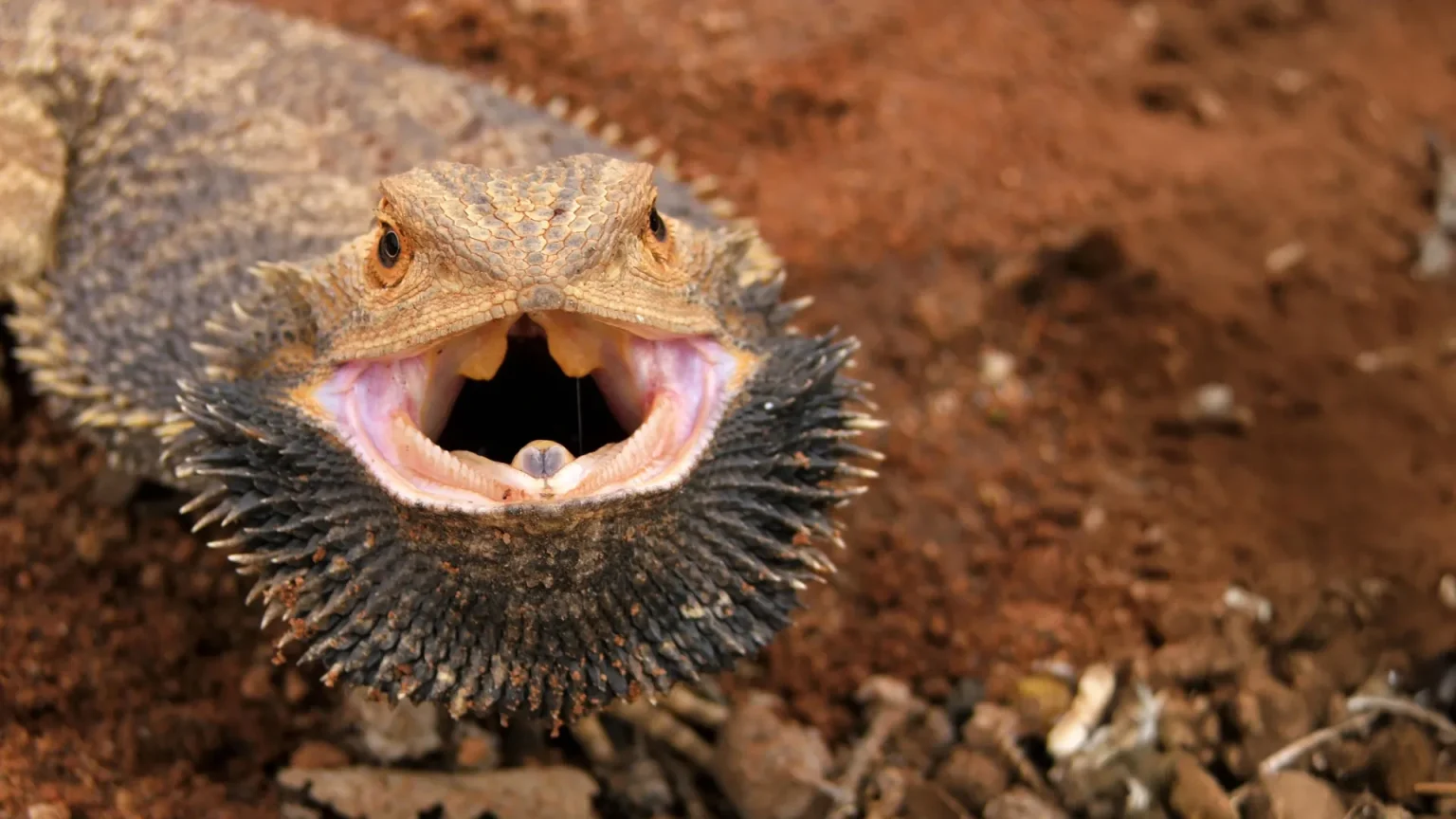 angry bearded dragon.webp