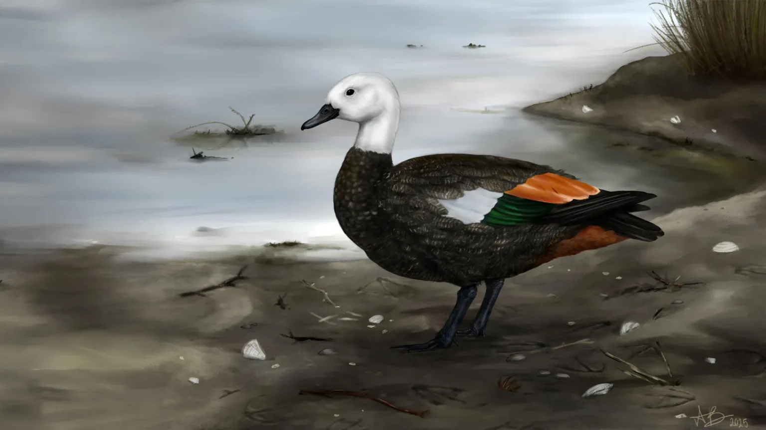 artistic reconstruction female rekohu shelduck.webp
