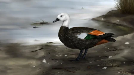 artistic reconstruction female rekohu shelduck.webp