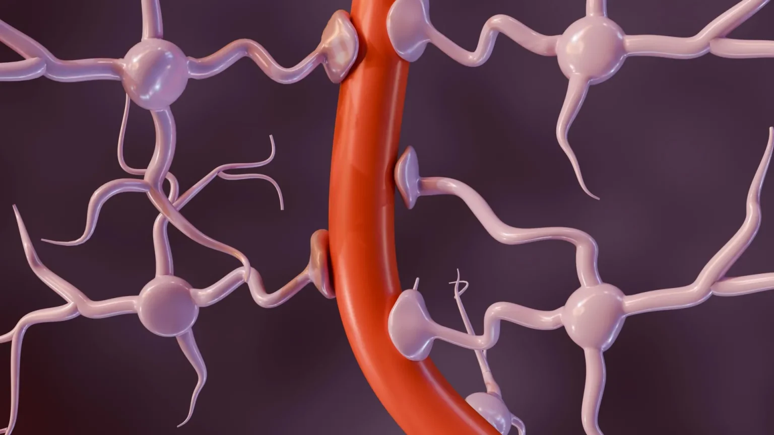 astrocytes with blood vessel.webp