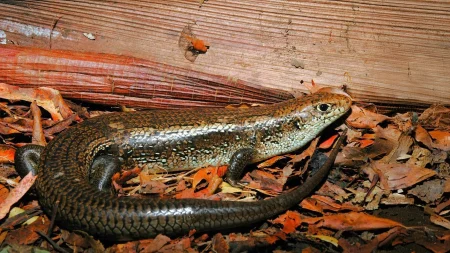 australian major skink bellatorias frerei.webp