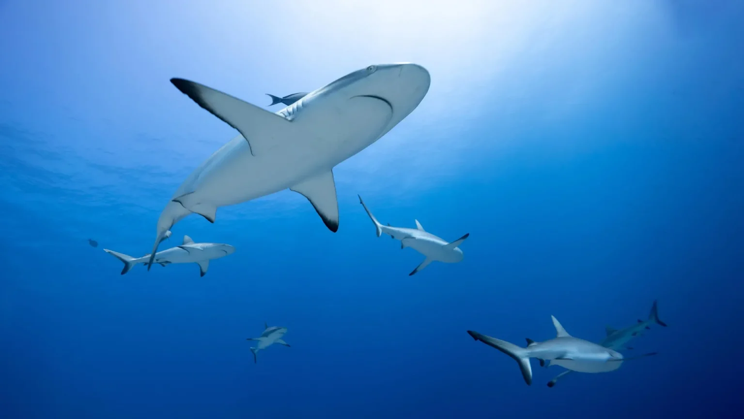 blacktip reed sharks in blue water.webp