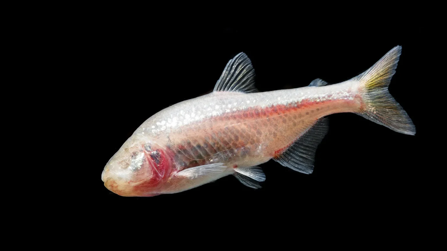 blind cavefish astyanax fasciatus mexicanus.webp