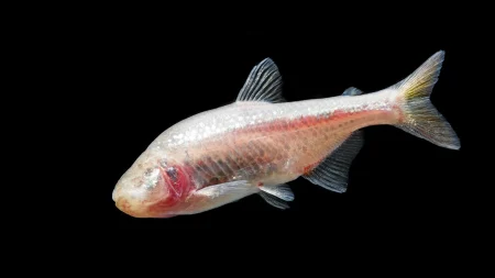 blind cavefish astyanax fasciatus mexicanus.webp