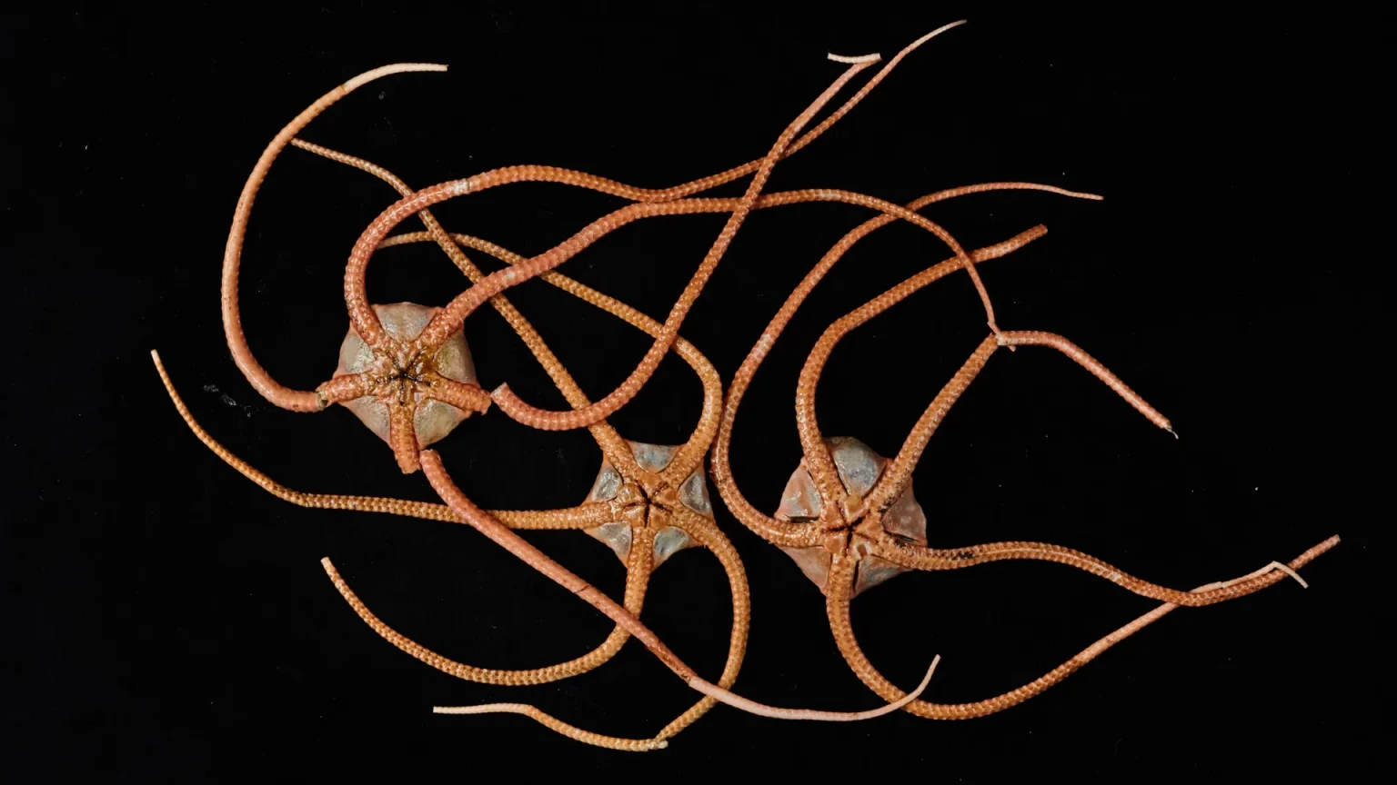 brittle stars.webp