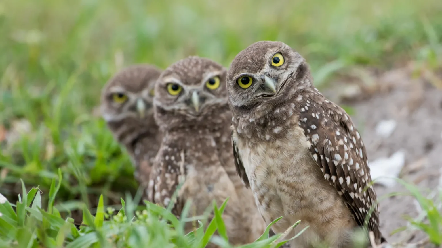 burrowing owls.webp