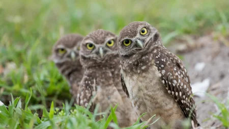 burrowing owls.webp