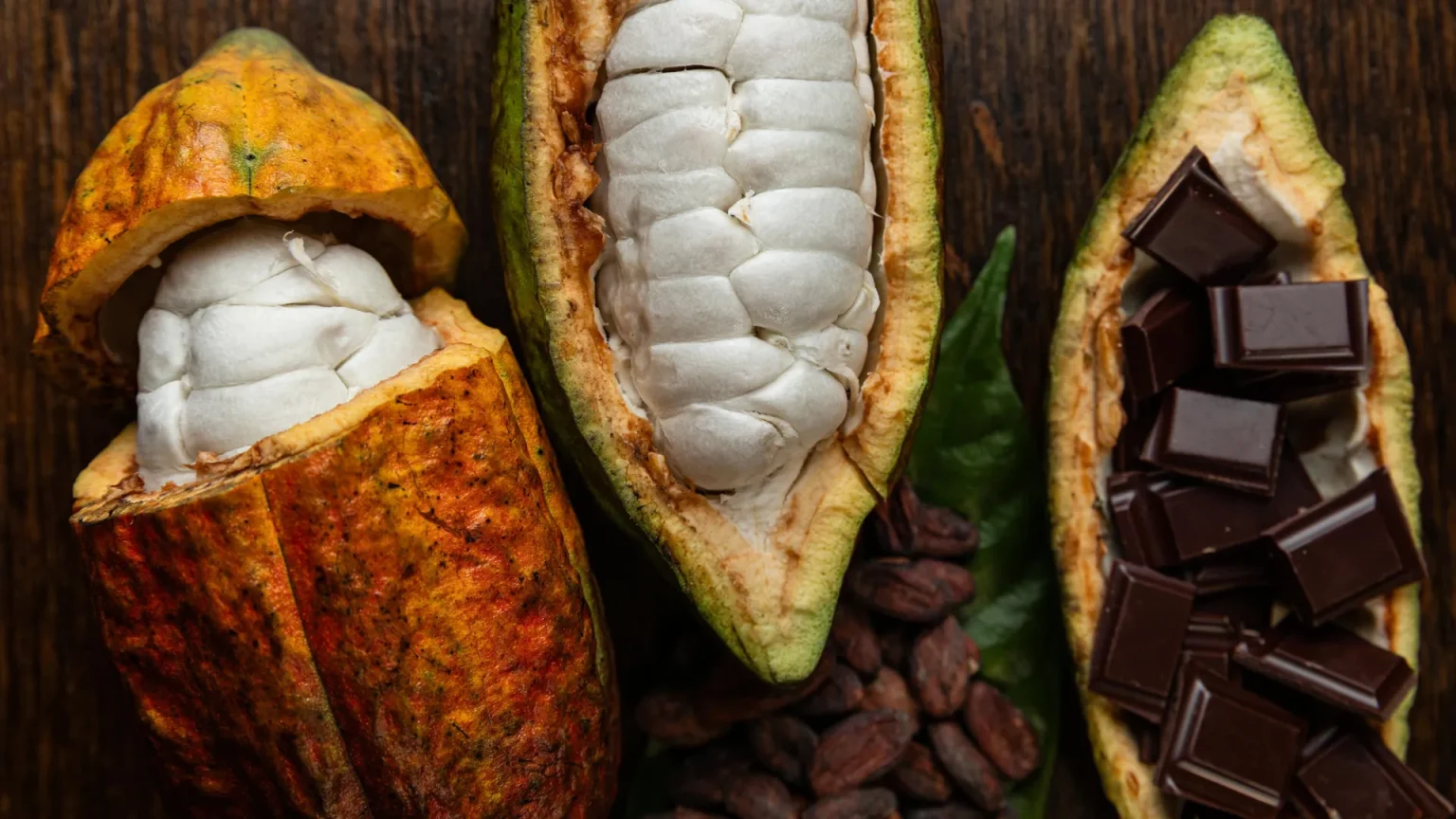 cacao pods.webp