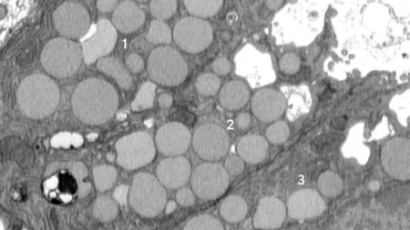 Array cells purge waste to promote healing.webp