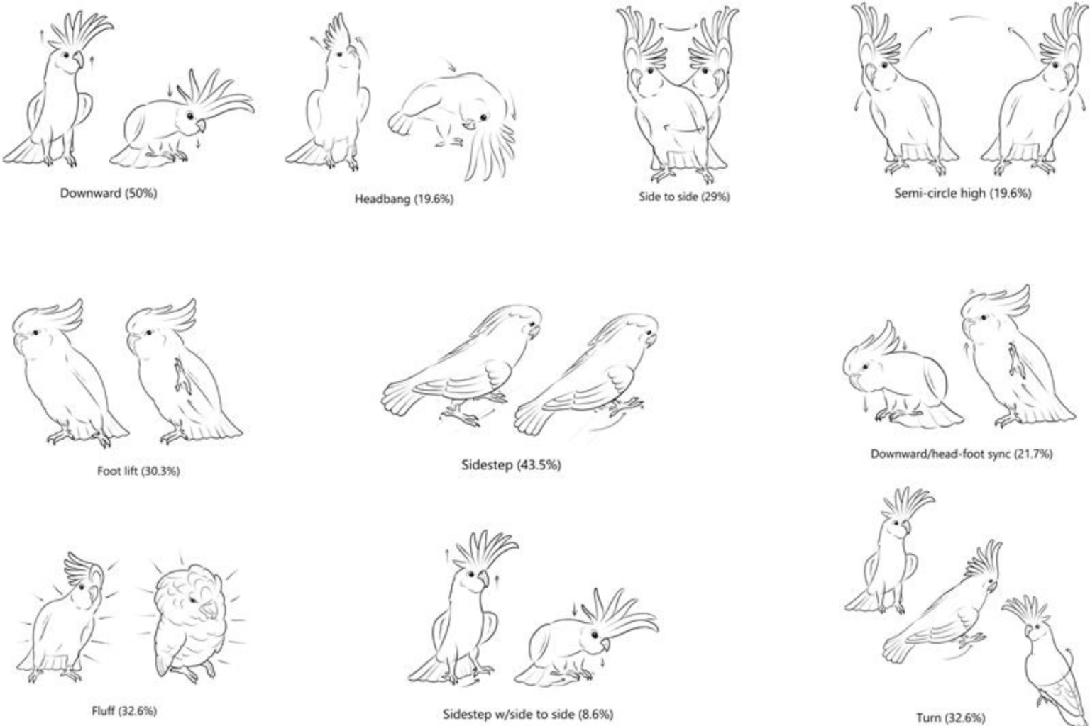 cockatoos dance moves