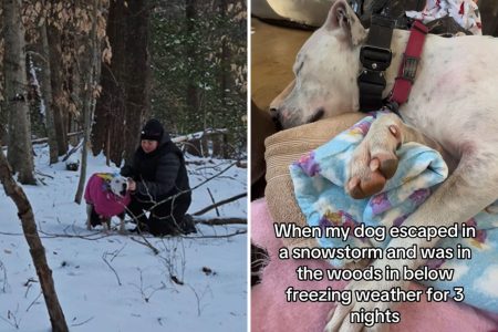 deaf dog found snow