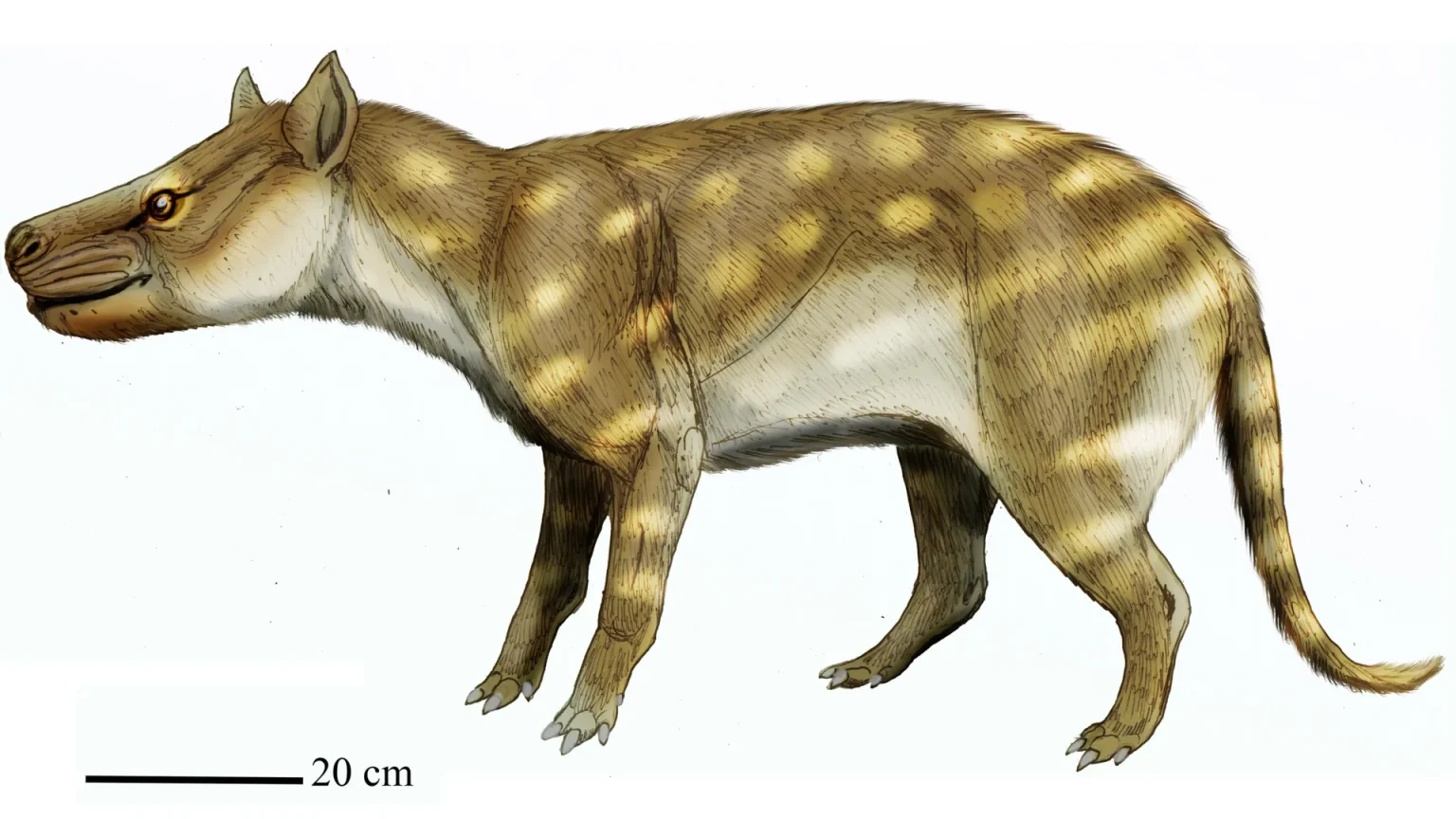 dissacus praenuntius.webp