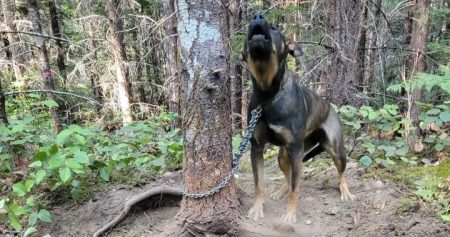 dog abandoned tied to tree