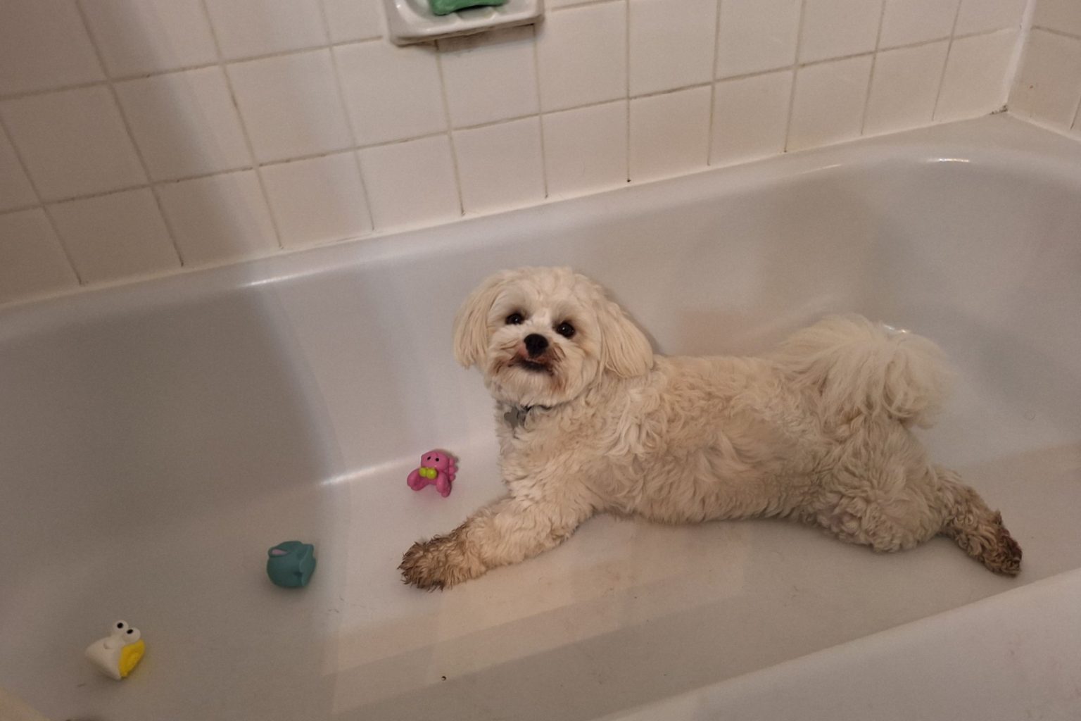 dog playing bathtub