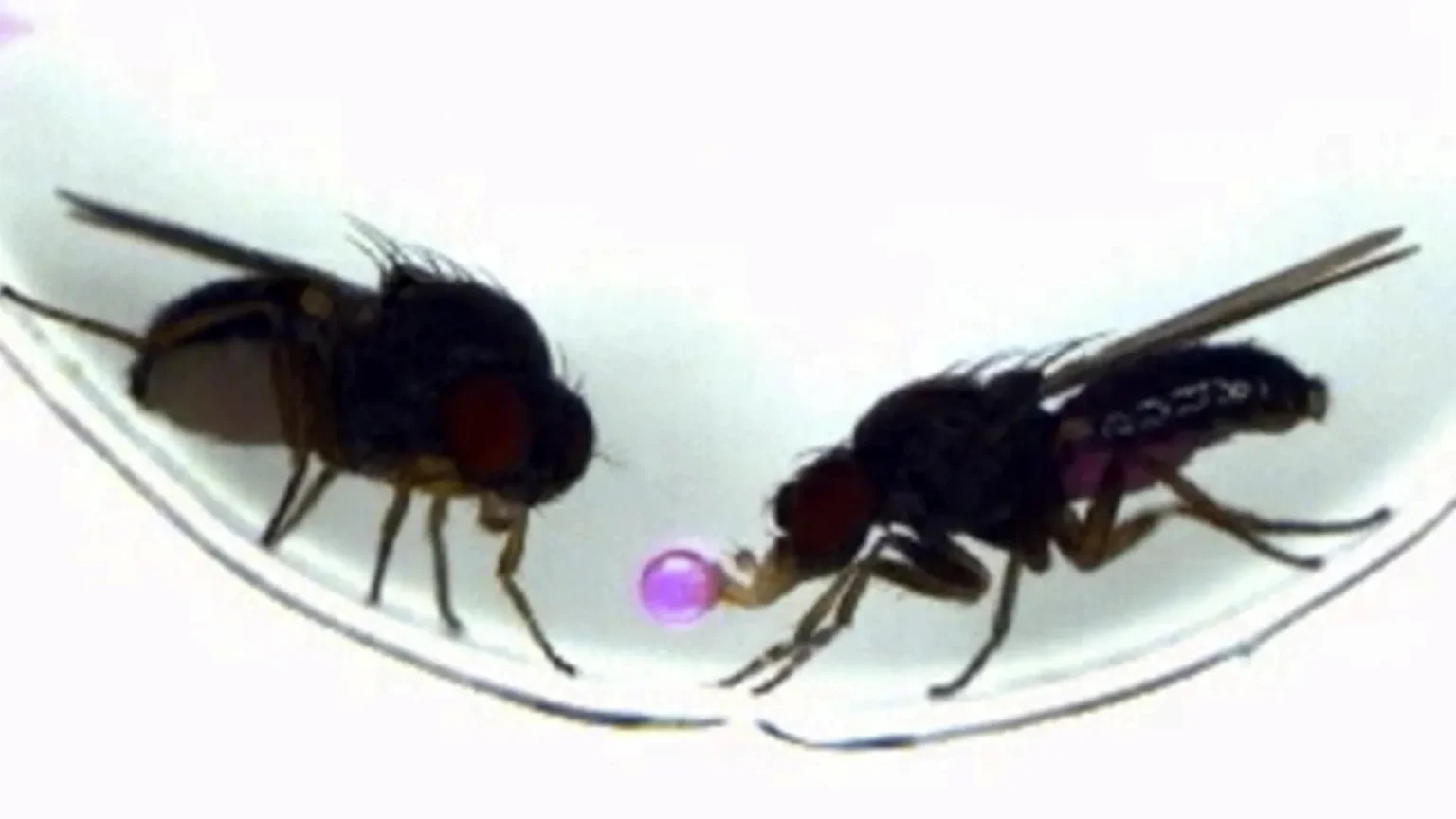 drosophila subobscura males offer food to females during courtship.webp
