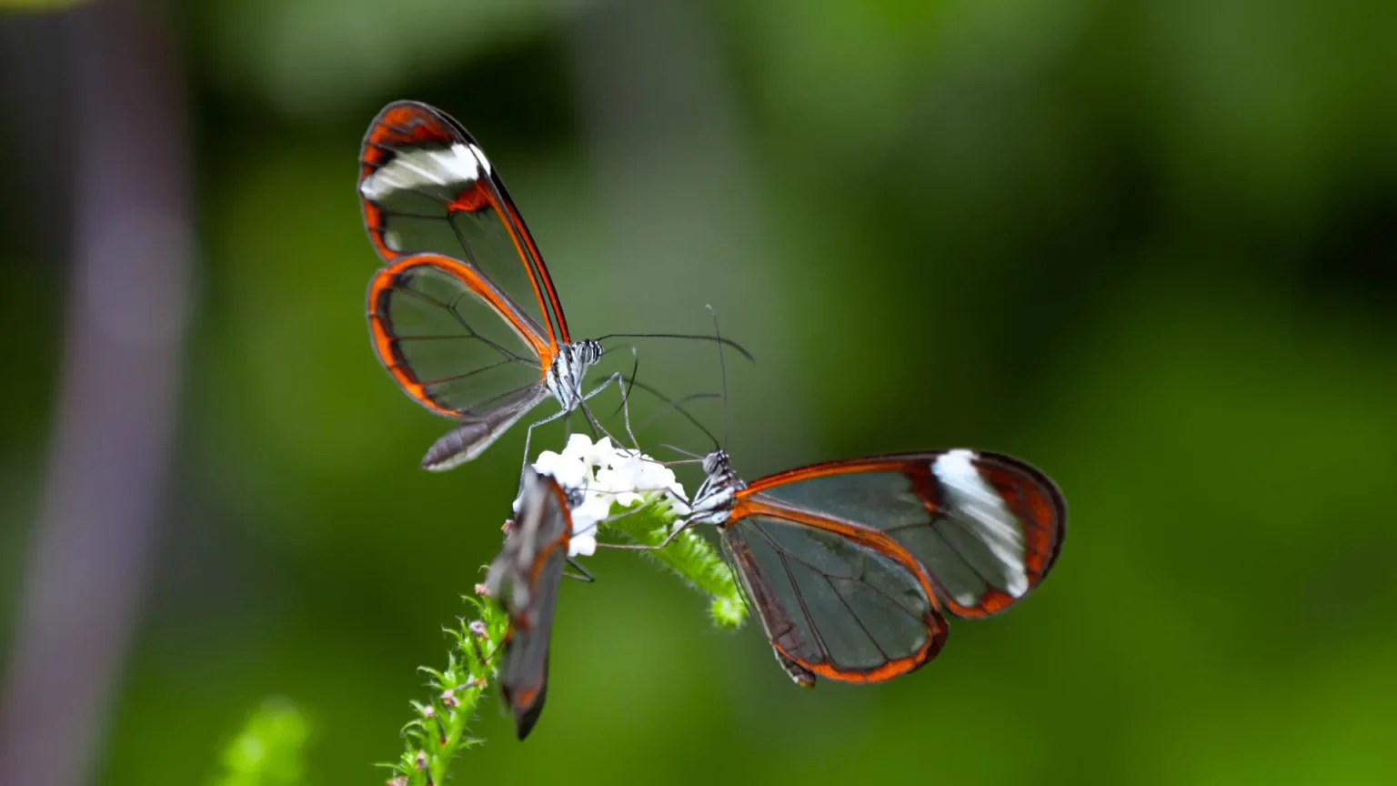 glasswing butterflies feeding on nectar.webp