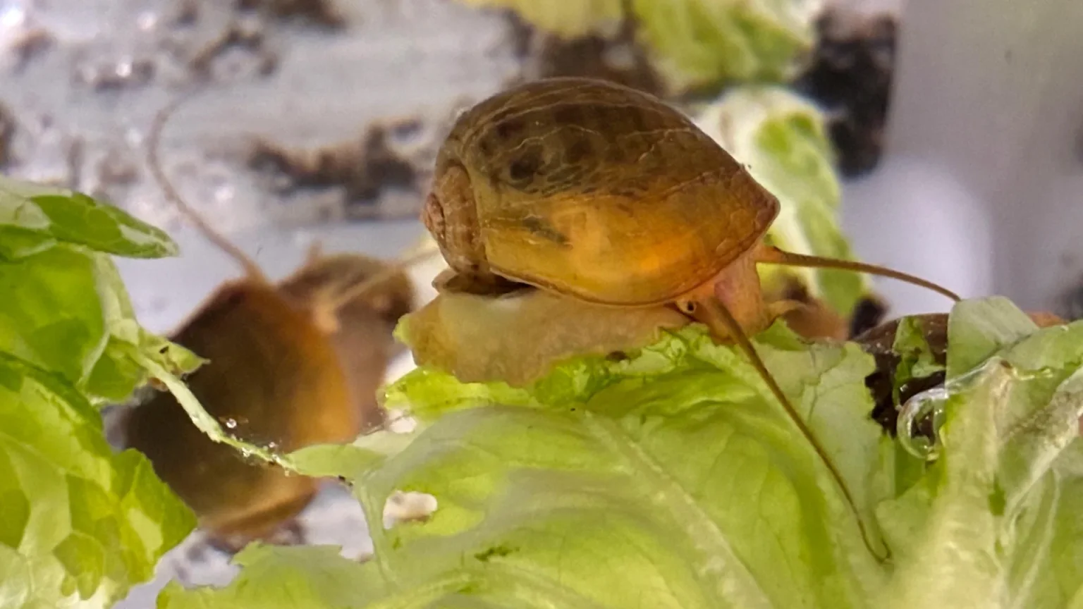 golden apple snail.webp
