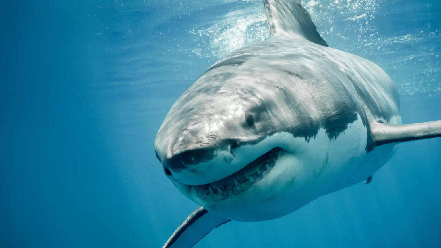 great white shark smiling close.webp