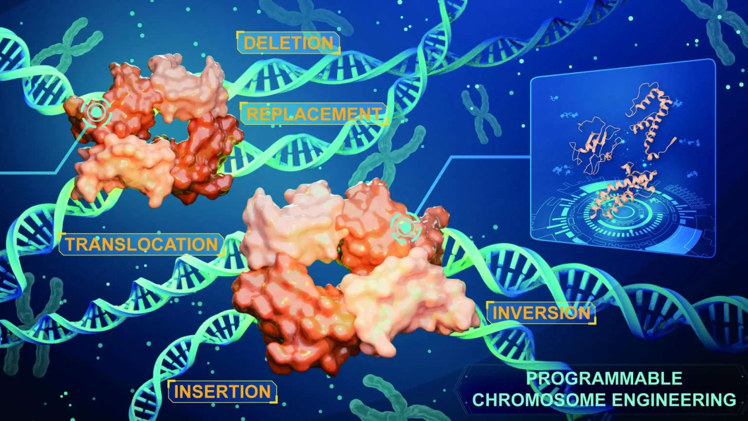 iterative recombinase technologies mediated precision chromosome engineering.webp