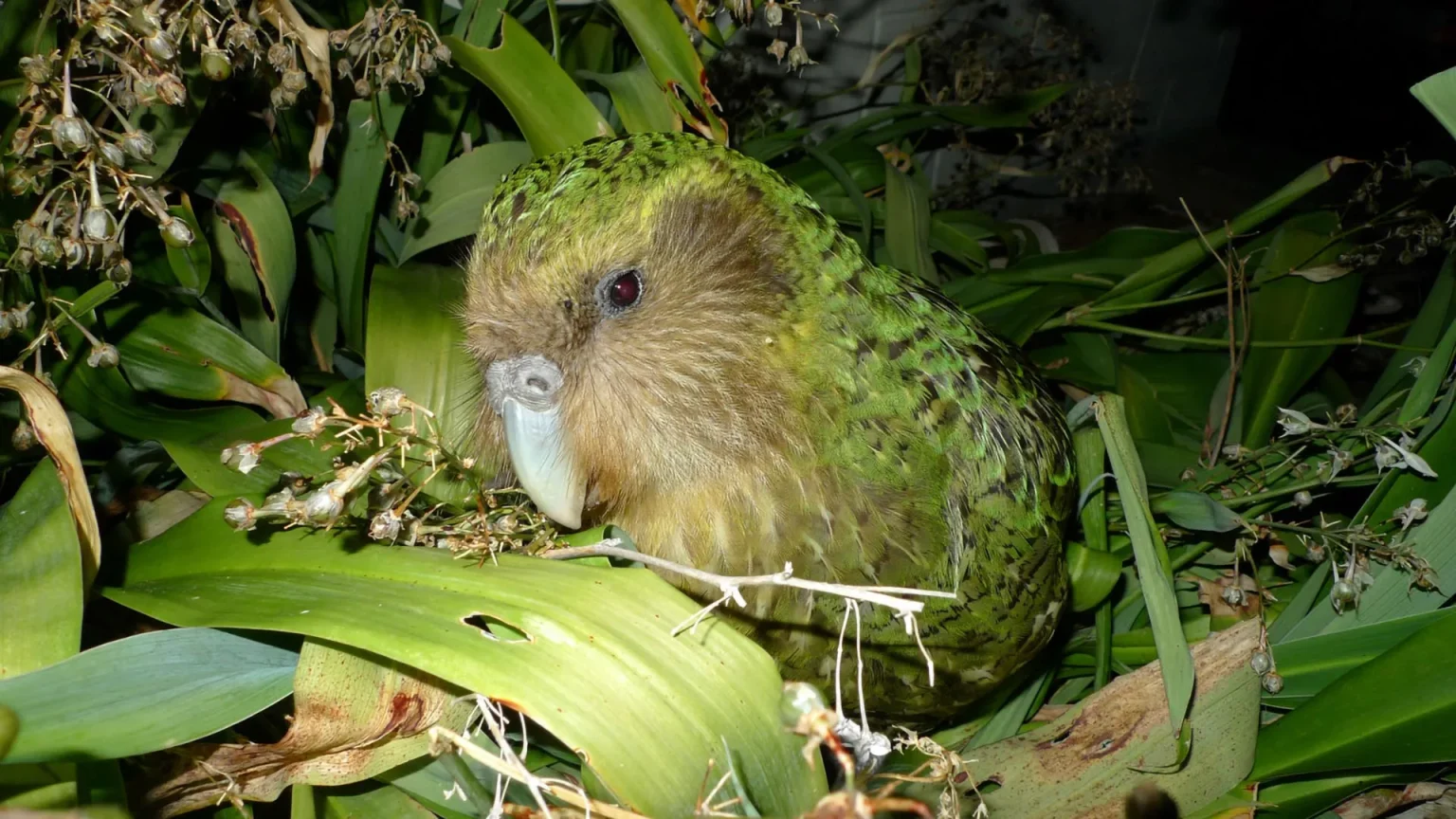 kakapo on maud island new zealand.webp