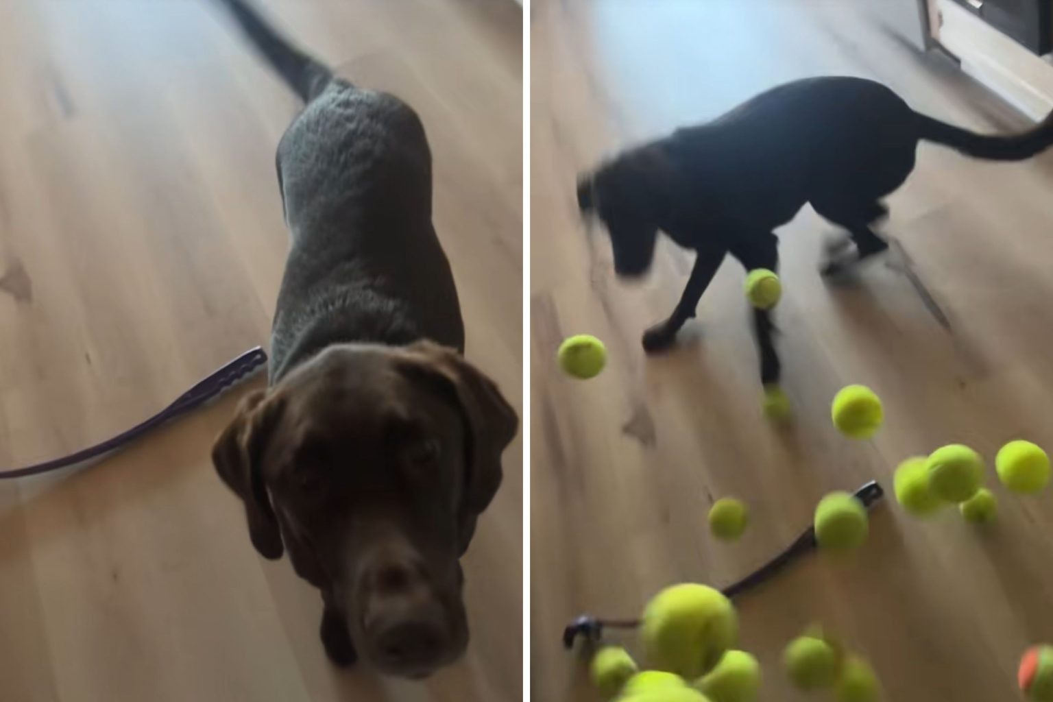 labrador runs tennis balls