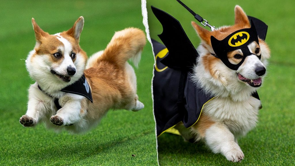 lithuania corgi race 5