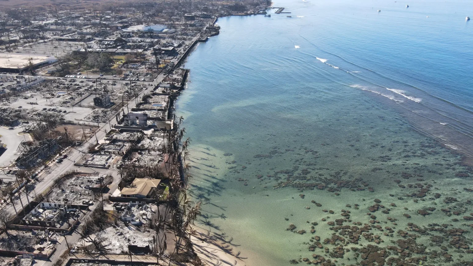 maui wildfires lahaina coast.webp