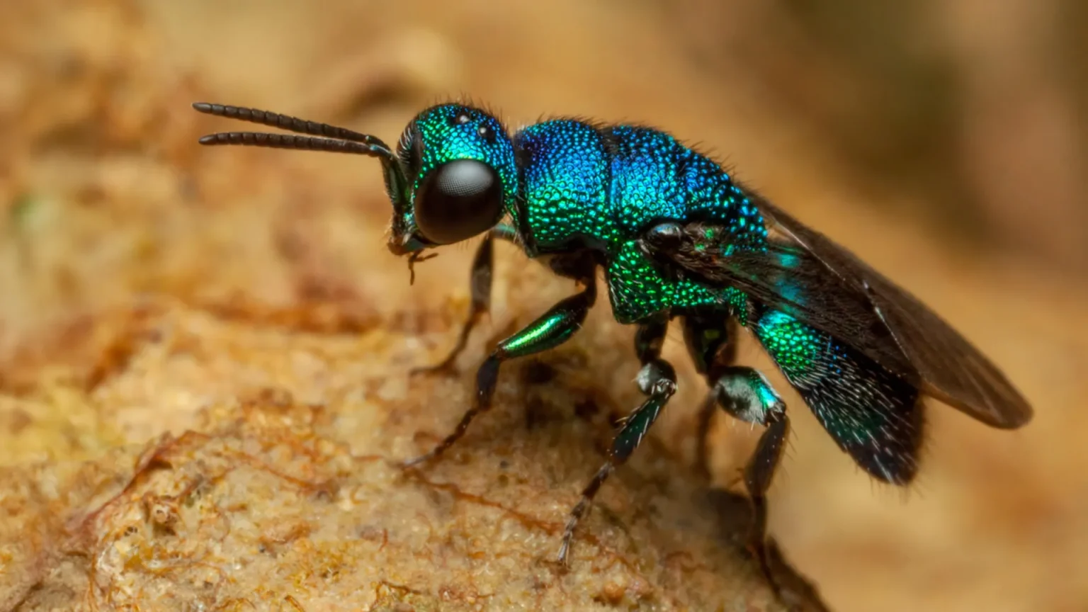 metallic blue jewel wasp.webp