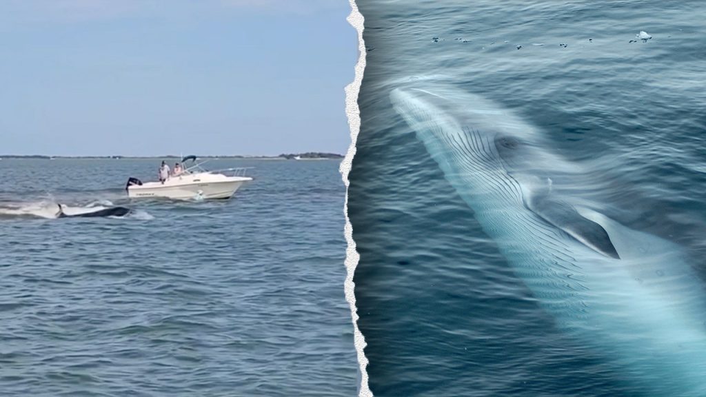 minke whale boat collision
